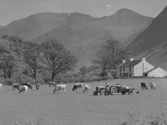 A farmer driving a tractor across a field with cows, farm building and hills in background