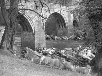 A flock of sheep gathered near Devil