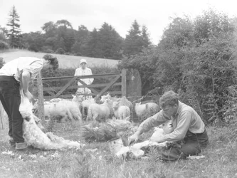 Farmers shearing lambs in a field