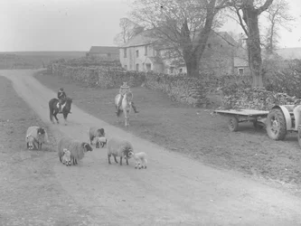 A view of sheep, lambs, two children on ponies, tractor, trailer, and building