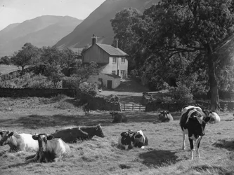 Cows lying in field near to lane and Gillerthwaite House with hills in background
