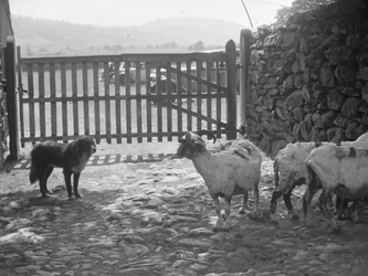 Dog Watching Shorn Sheep