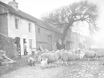 Flock of sheep and lambs on track in front of farmhouse with man on horseback talking to woman and child at the door of the house