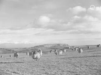 Flock of Sheep Grazing Near Humphrey Head
