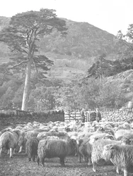 Flock of Sheep in Foreground