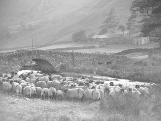 Gathering of sheep in front of stone bridge over water, hills and buildings in background
