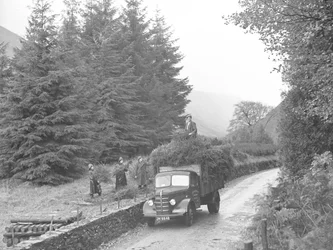Lorry being loaded with Christmas trees