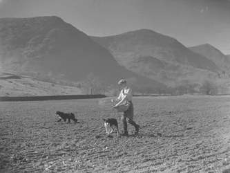 Man with swill basket and two dogs sowing seed