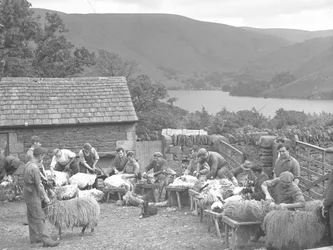 Men Shearing Sheep on Benches
