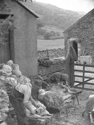 Men Shearing Sheep on Benches