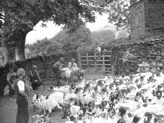 Men Shearing Sheep with Flock in Foreground
