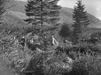 Men working amongst felled Christmas trees at Thirlmere