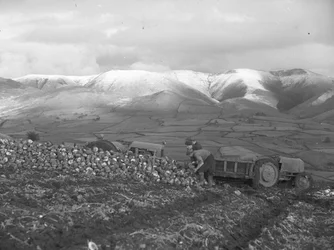Piling turnips up for loading at Firbank