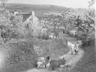 Sheep and lambs on track with blossom trees either side