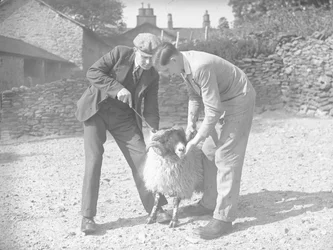 Sheep Being Held and Horn Branded