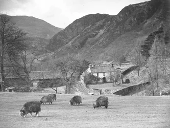Sheep grazing in field with farm and fells behind