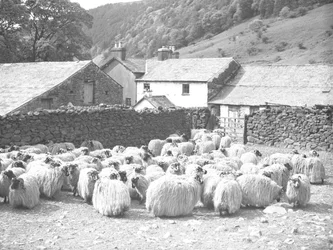 Sheep in Foreground with Farmyard and Dry Stone Wall Behind