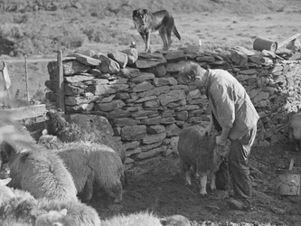 Shepherd with Sheep