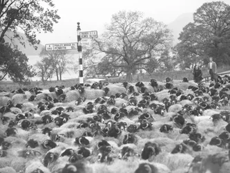 Two farmers stand with a flock of sheep next to road sign, lake in background