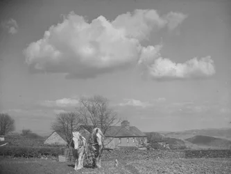 Two horses pulling a plough towards camera