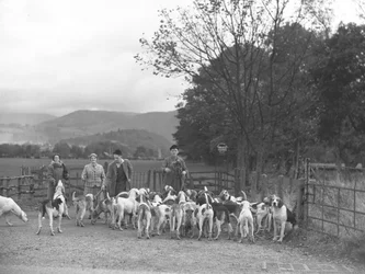 Two men and two women with a group of hounds