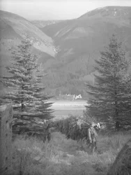 Two men carrying a Christmas tree with view behind