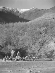 Two men surrounded by hounds, possibly returning from a hunt