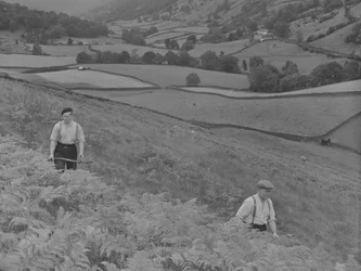 Two men scything Bracken