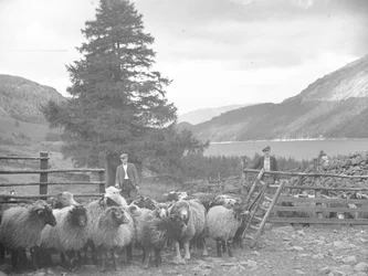 Two shepherds with a flock of sheep and Thirlmere behind