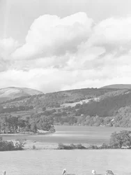 View across cattle grazing in fields to Esthwaite water, with woodland and hills in background