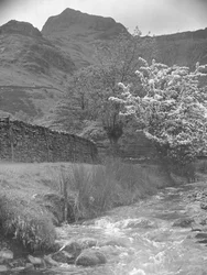 View of mountain stream with blossom tree in foreground and Langdale Pikes in background