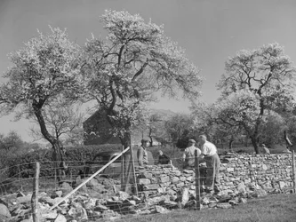 Wallers Working on Dry Stone Wall