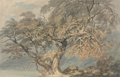 A Great Tree