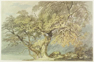 A Great Tree, c.1796