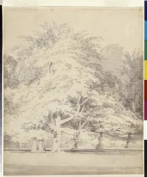 Beech Trees