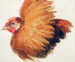 Game-Cock, from The Farnley Book of Birds, c.1816
