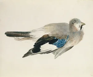 Jay, from The Farnley Book of Birds