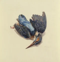 Kingfisher, from The Farnley Book of Birds