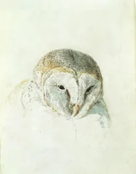 White Barn Owl, from The Farnley Book of Birds