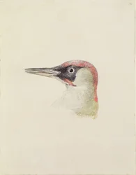 Woodpecker, from The Farnley Book of Birds, c.1816
