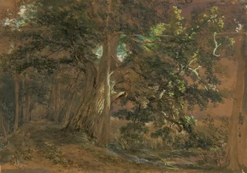 Forest Interior near Lundenburg (Maple Group by a Mountain Lake)