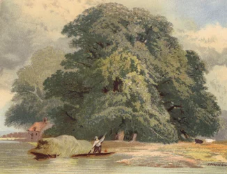 Group of Elms on the Thames
