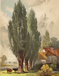 Lombardy Poplars, English Scene