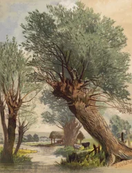 Pollarded Willows