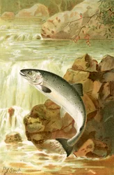 A Salmon Leap