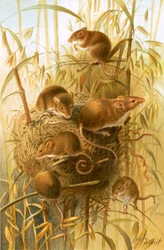 Harvest Mouse
