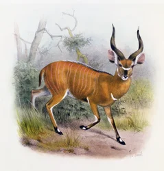 The Broad Horned Antelope, from 