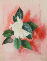 Gardenia, c.1940