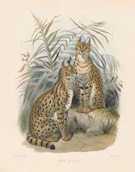 African Serval