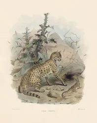 Asiatic Wildcat